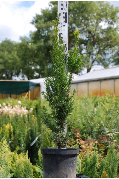 Тис средней Хикси — подходит для создания живых изгородей.
