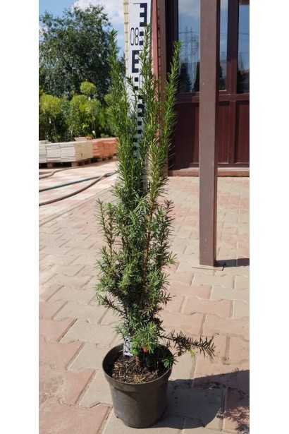 Тис средней Хикси – идеальный выбор для ландшафтного дизайна.