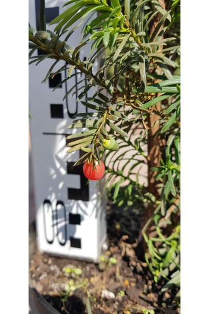 Тис середній Хіллі