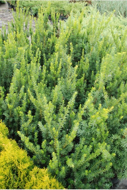 Тис середній Хіллії з насичено-зеленим кольором хвої.