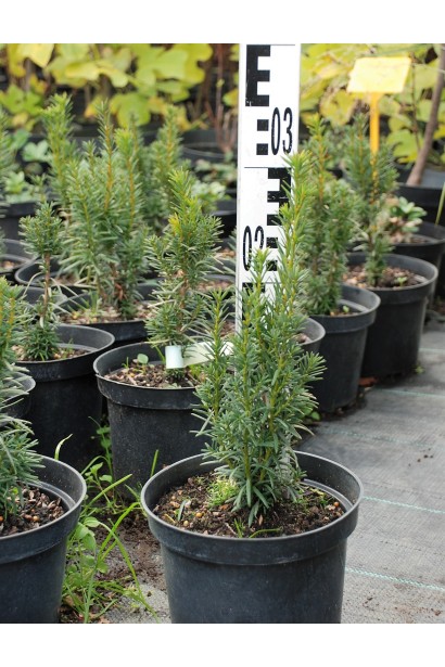 Тис Хіллії — 3л/30см/Ø10-15см