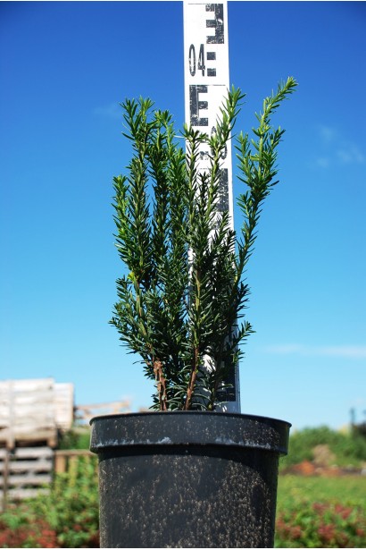 Тис Хіллії — 3л/40см/Ø15-20см