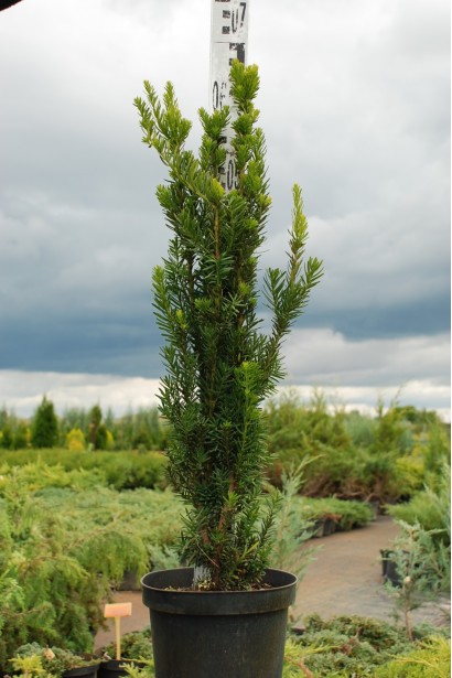 Тис Хіллії — 3л/70см/Ø10-15см