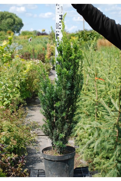 Тис середній Хіллії