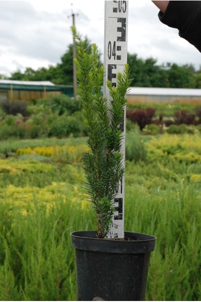 Taxus media Hillii