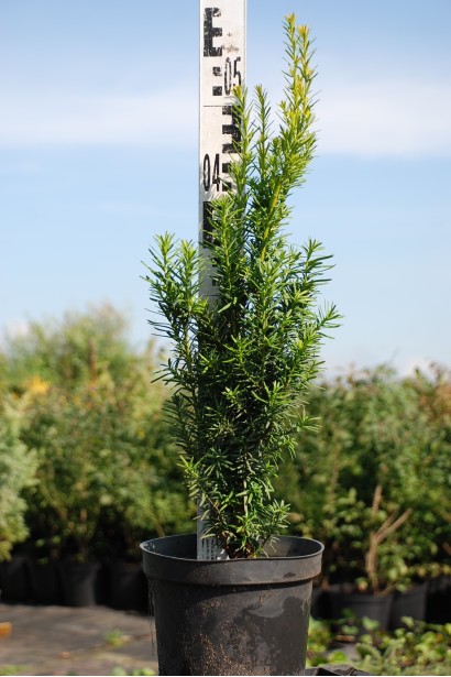 Тис середній Хіллії — компактний вічнозелений чагарник.