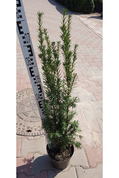 Taxus media Hillii