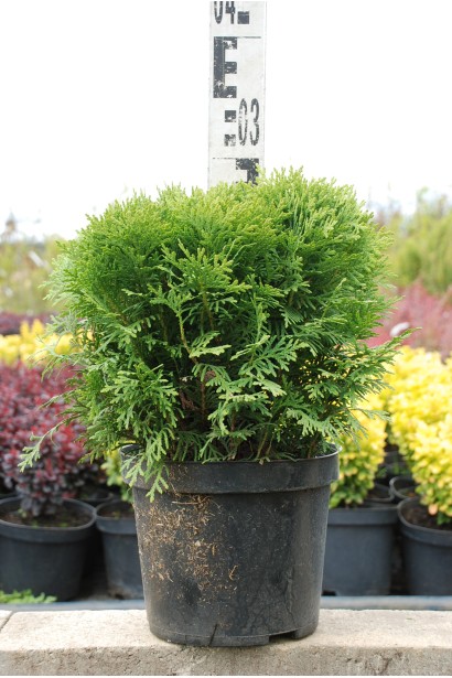 Туя західна Даніка - 5л/вис.25-30см/Ø20-25см