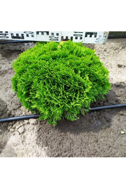 Вічнозелена туя Даніка з насичено-зеленою хвоєю.