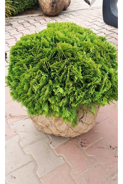 Туя західна Даніка з комом землі