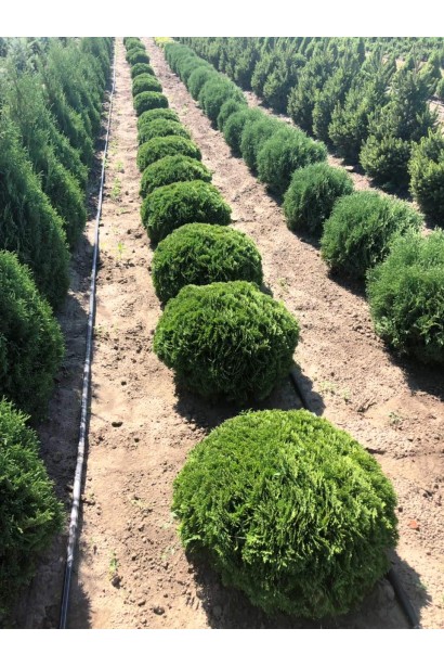 Туя Даніка – куляста форма для бордюрів.