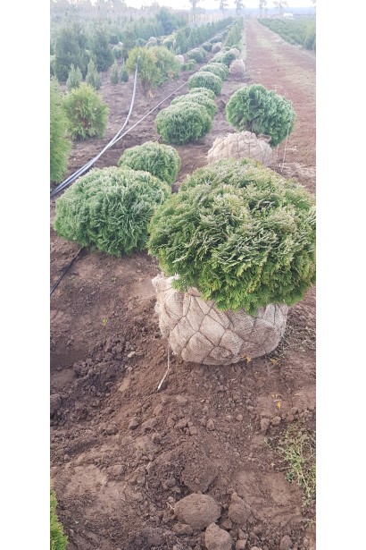 Туя західна Даніка з комом землі