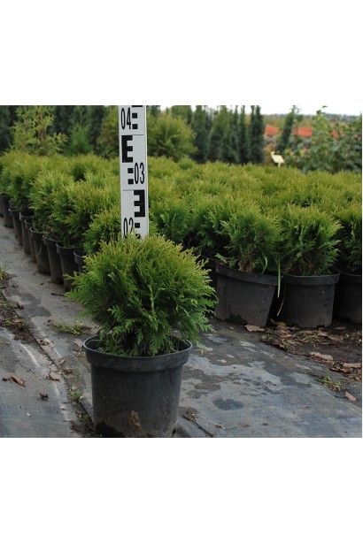 Туя західна Даніка в садовому центрі