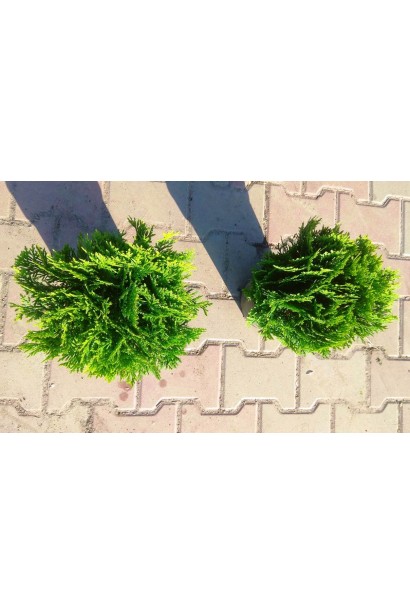 Декоративна туя Даніка для невеликих садів.