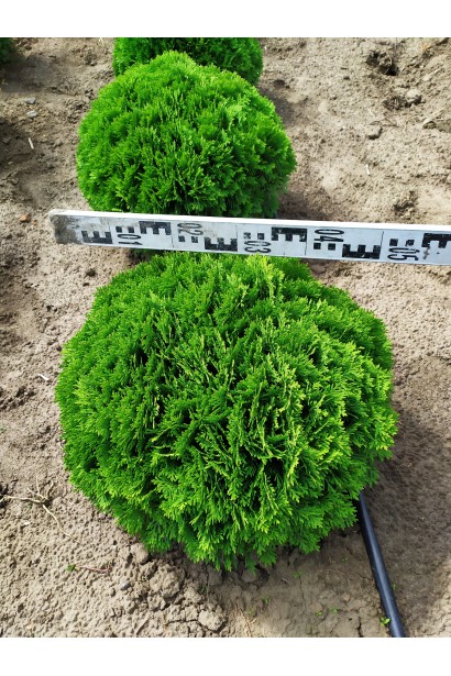 Туя західна Даніка в розсаднику