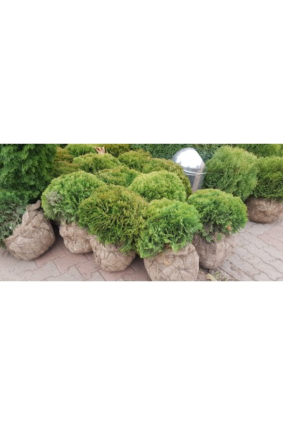 Туя західна Даніка з комом землі