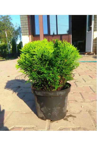 Низькоросла туя Даніка для створення живих бордюрів.