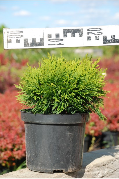 Саджанець туї Даніка з округлою формою.