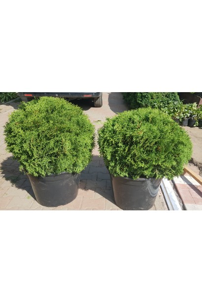 Даніка – компактна туя для контейнерного озеленення.