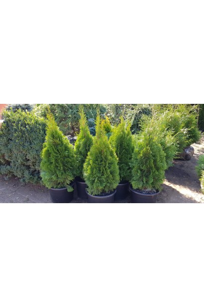 Декоративное растение туя Смарагд для современного сада.