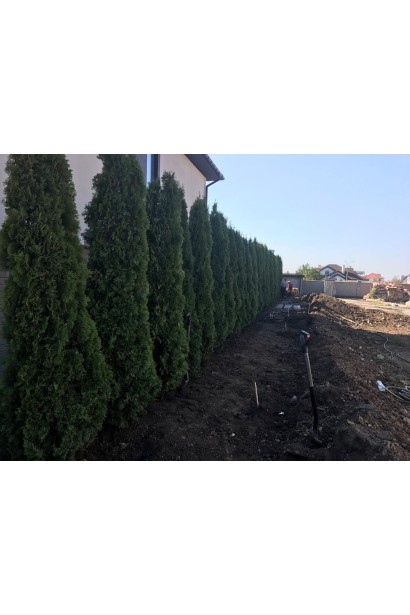 Thuja occidentalis Smaragd