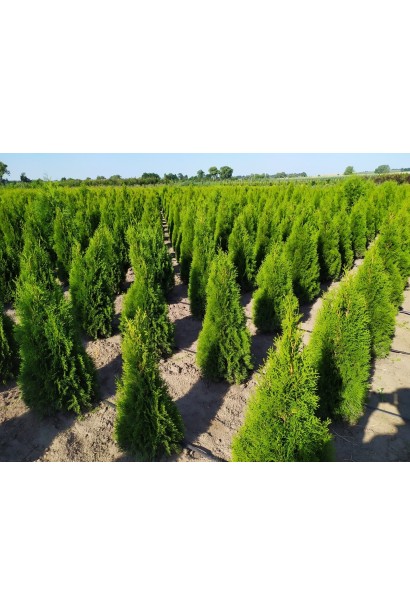 Туя Смарагд с ярким изумрудным оттенком хвои.