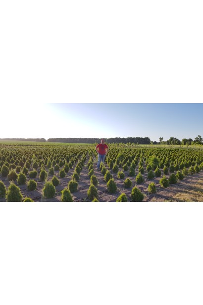 Туя Смарагд