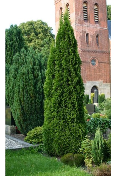 Туя Смарагд с вертикальным равномерным ростом.