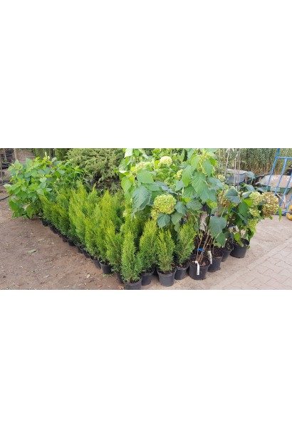 Туя западная Смарагд