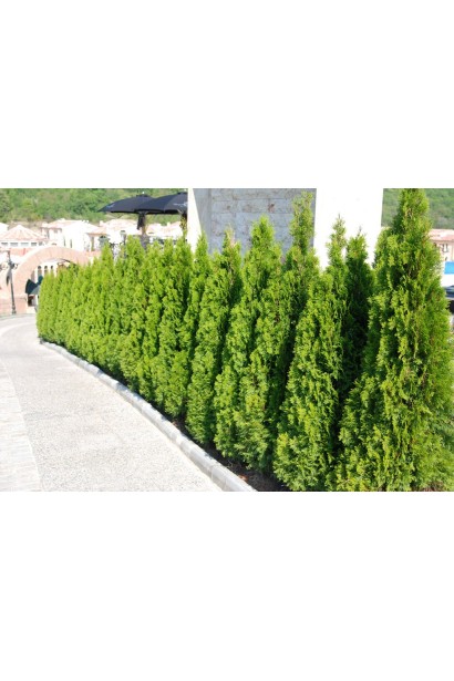 Саженец туи Смарагд для создания живой изгороди.