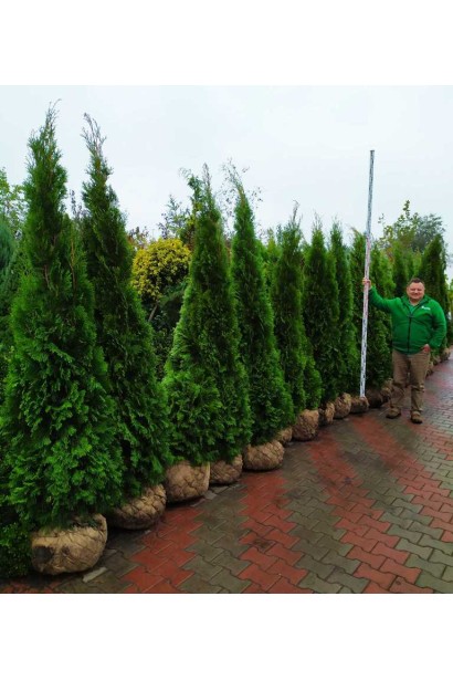 Туя изумруд с густой структурой хвои для парков.