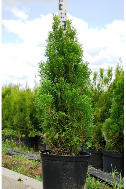 Пирамидальная туя Смарагд с компактной формой.