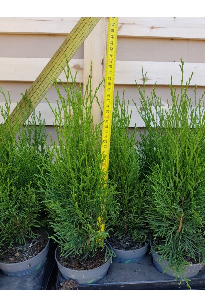 Туя западная Смарагд в контейнере