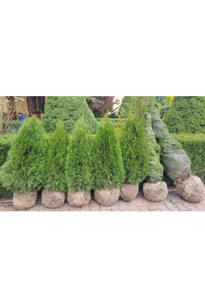 Туя Смарагд с комом земли для декоративного озеленения сада.