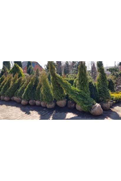 Туя западная Смарагд