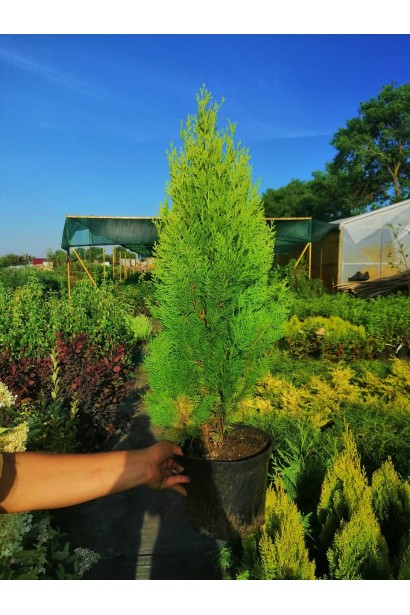 Туя східна / Платукладус Пірамідаліс Ауреа | Туя восточная / Платукладус Пирамидалис Ауреа | Thuja orientalis / Platycladus Pyramidalis Aurea