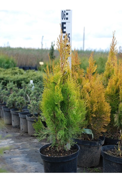 Туя східна / Платукладус Пірамідаліс Ауреа | Туя восточная / Платукладус Пирамидалис Ауреа | Thuja orientalis / Platycladus Pyramidalis Aurea