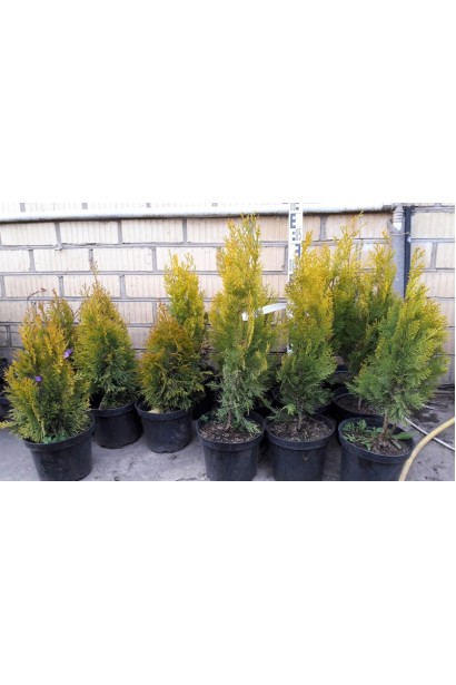 Туя східна / Платукладус Пірамідаліс Ауреа | Туя восточная / Платукладус Пирамидалис Ауреа | Thuja orientalis / Platycladus Pyramidalis Aurea