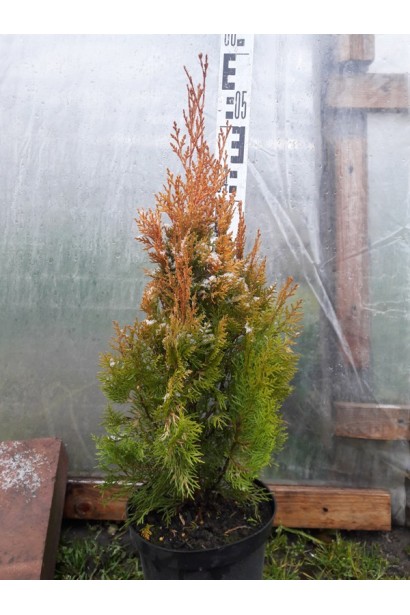 Туя східна / Платукладус Пірамідаліс Ауреа | Туя восточная / Платукладус Пирамидалис Ауреа | Thuja orientalis / Platycladus Pyramidalis Aurea