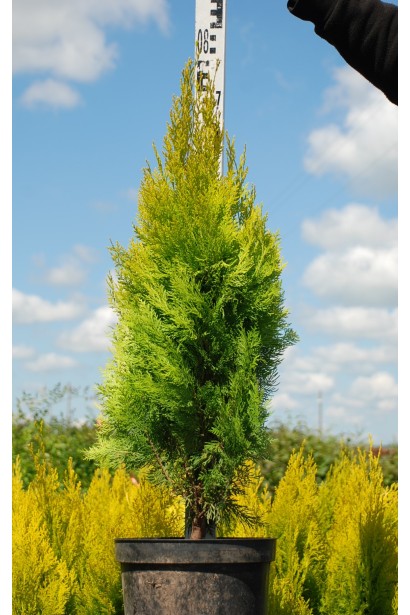 Туя східна / Платукладус Пірамідаліс Ауреа | Туя восточная / Платукладус Пирамидалис Ауреа | Thuja orientalis / Platycladus Pyramidalis Aurea