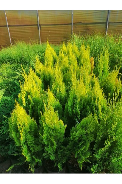 Туя східна / Платукладус Пірамідаліс Ауреа | Туя восточная / Платукладус Пирамидалис Ауреа | Thuja orientalis / Platycladus Pyramidalis Aurea