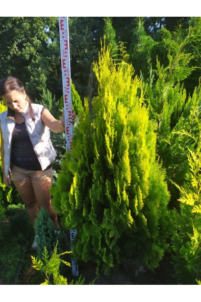 Туя східна / Платукладус Пірамідаліс Ауреа | Туя восточная / Платукладус Пирамидалис Ауреа | Thuja orientalis / Platycladus Pyramidalis Aurea