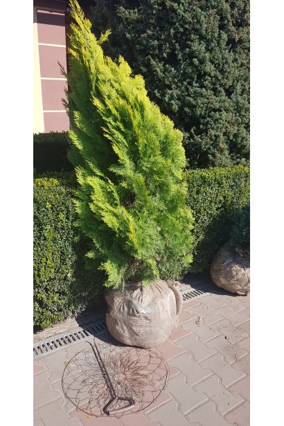 Туя східна / Платукладус Пірамідаліс Ауреа | Туя восточная / Платукладус Пирамидалис Ауреа | Thuja orientalis / Platycladus Pyramidalis Aurea