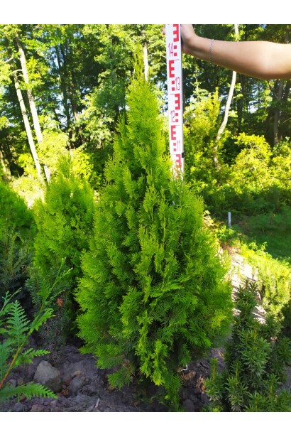 Туя східна / Платукладус Пірамідаліс Ауреа | Туя восточная / Платукладус Пирамидалис Ауреа | Thuja orientalis / Platycladus Pyramidalis Aurea