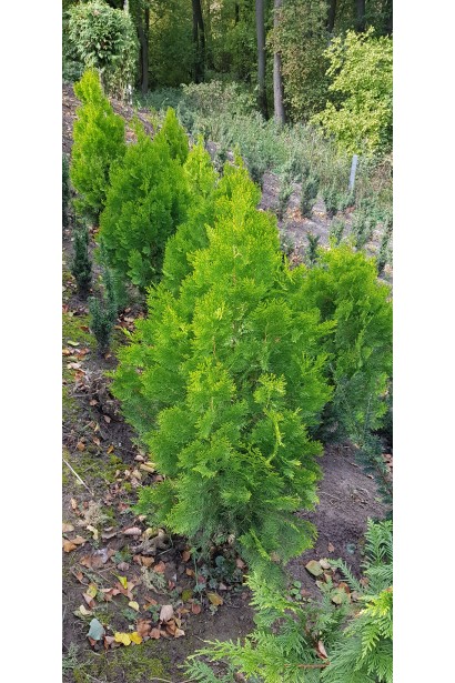 Туя східна / Платукладус Пірамідаліс Ауреа | Туя восточная / Платукладус Пирамидалис Ауреа | Thuja orientalis / Platycladus Pyramidalis Aurea