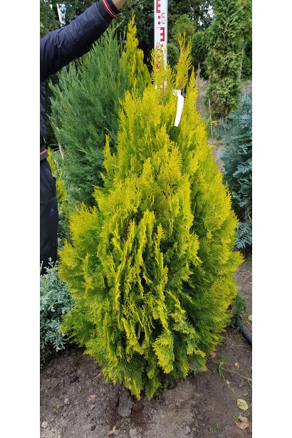 Туя східна / Платукладус Пірамідаліс Ауреа | Туя восточная / Платукладус Пирамидалис Ауреа | Thuja orientalis / Platycladus Pyramidalis Aurea