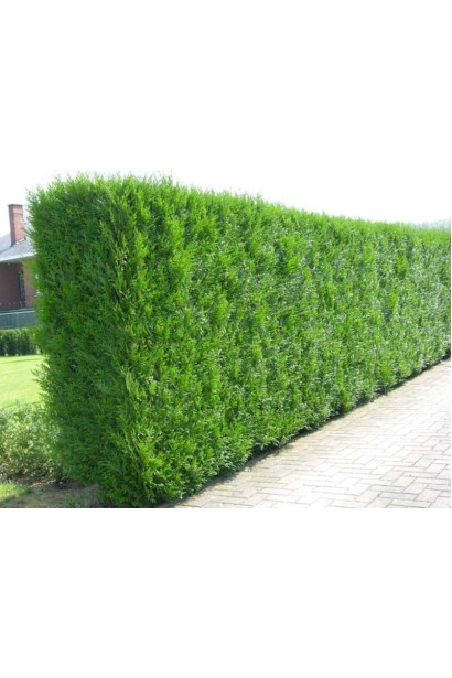 Туя Атровиренс быстро растет и формирует густую живую изгородь.