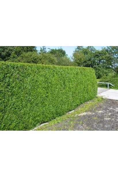 Высокорослая туя Атровиренс для живых изгородей и садов.