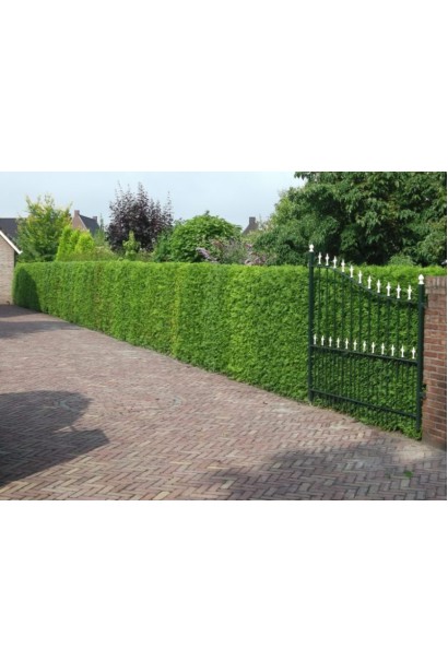 Живая изгородь из туи Атровиренс обеспечивает приватность и красоту.