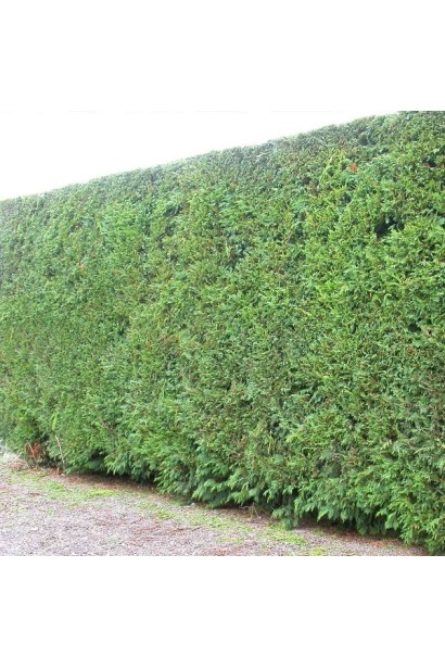 Атровиренс - популярный сорт туи для создания изгородей.